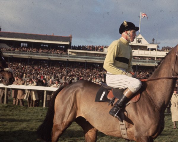 horse Arkle xx (Thoroughbred, 1957, from Archive xx)