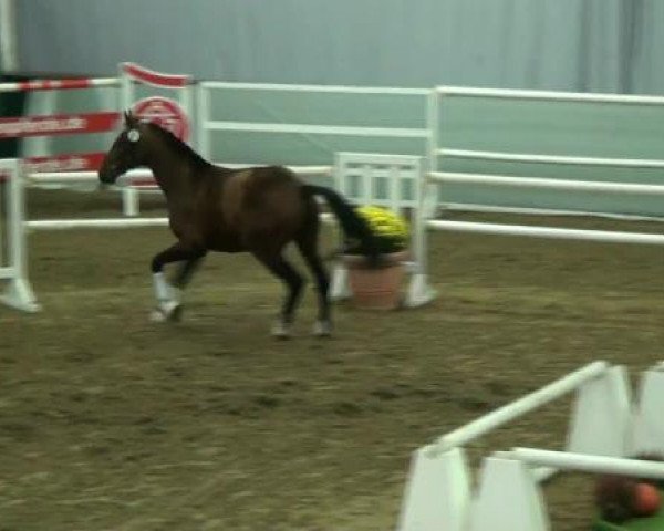 horse Hengst von Son of Cologne (Westphalian, 2010, from Son of Cologne)