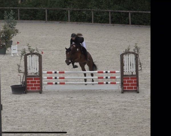 Springpferd Maraniki (KWPN (Niederländisches Warmblut), 2017, von Eldorado van de Zeshoek)