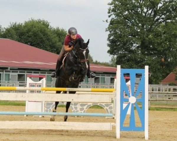 jumper Mirabella 17 (Oldenburg, 2003, from Sir Oldenburg)