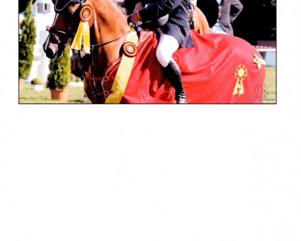 broodmare FBW Letizia H (Württemberger, 2004, from Loving Dancer)