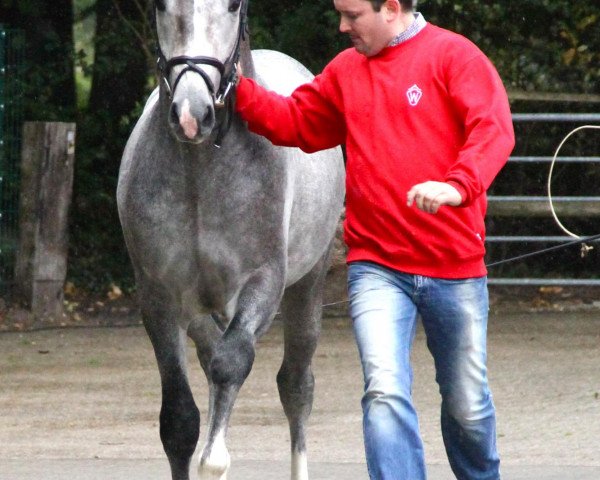 horse Corliss (Westphalian, 2010, from Cornado II)