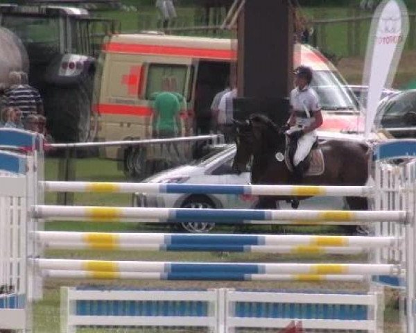 Springpferd SIG Crockett (Holsteiner, 2005, von Claudio)