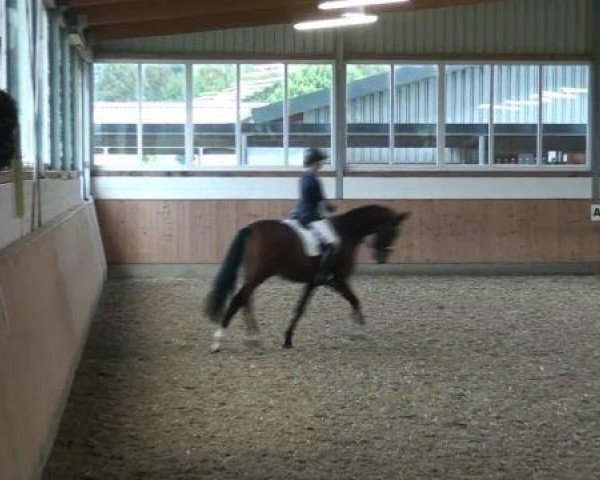 horse Dondolero (Oldenburg, 2007, from Don Romantic)