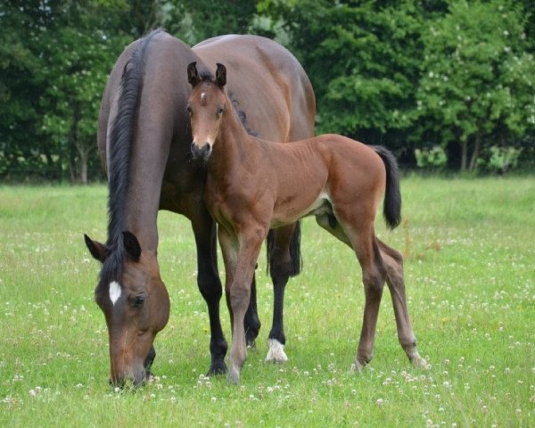 broodmare Loulou (Westphalian, 2000, from Lancer II)