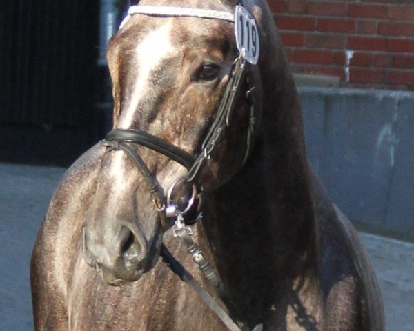 horse Hengst von Capistrano (Westphalian, 2010, from Capistrano 2)