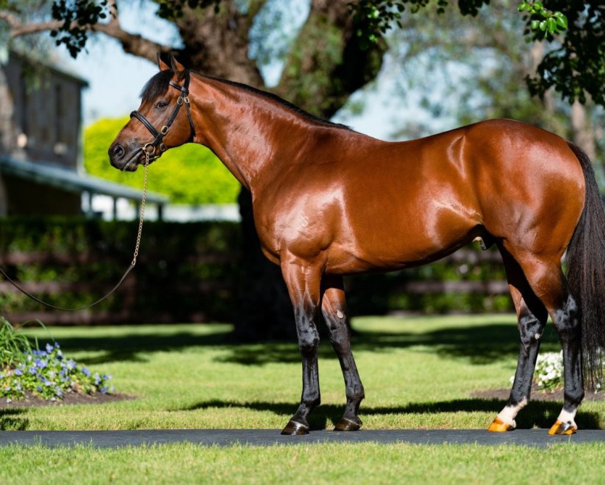 stallion King's Legacy xx (Thoroughbred, 2017, from Redoute's Choice xx)
