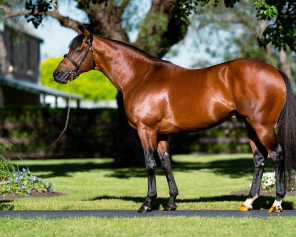 stallion King's Legacy xx (Thoroughbred, 2017, from Redoute's Choice xx)