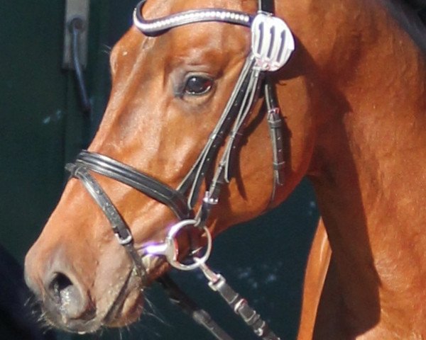 horse Hengst von Calvaro Z / Padinus (KWPN (Royal Dutch Sporthorse), 2010, from Calvaro Z)