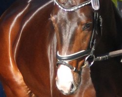 dressage horse Bailando SL (Hanoverian, 2010, from Brentano II)