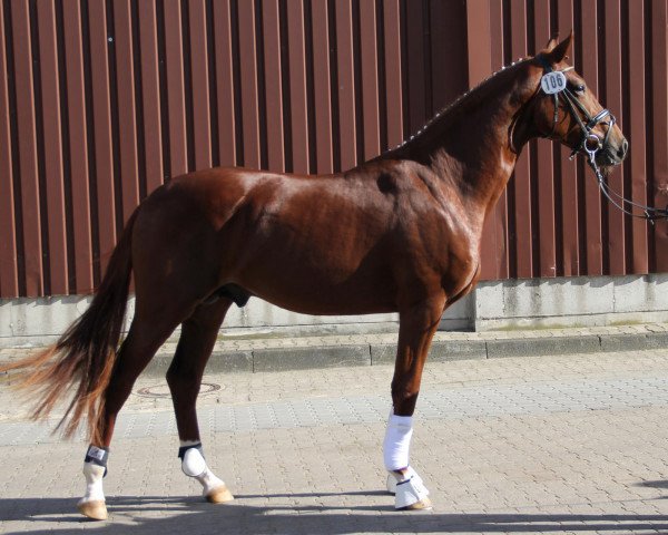 horse Hengst von Bordeaux (Westphalian, 2010, from Bordeaux 28)