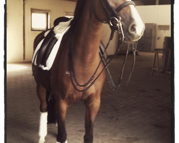 Dressurpferd Buschhof (Rheinländer, 2005, von Geronimo B)