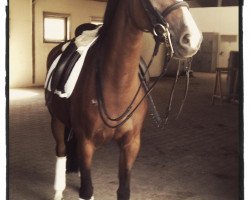 dressage horse Buschhof (German Riding Pony, 2005, from Geronimo B)