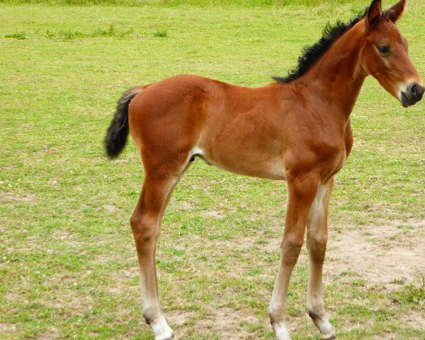 horse Lico TS (Westphalian, 2022, from Licotus)