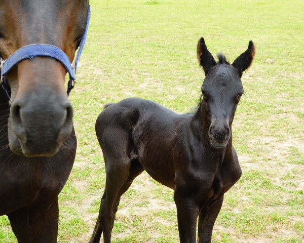 horse Fion TS (Westphalian, 2022, from Finest) horse Fion TS (Westphalian, 2022, from Finest)