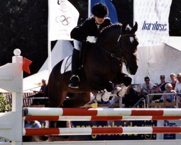 Pferd Bon Jovi 13 (Deutsches Reitpony, 1993, von Bolero) Pferd Bon Jovi 13 (Deutsches Reitpony, 1993, von Bolero)