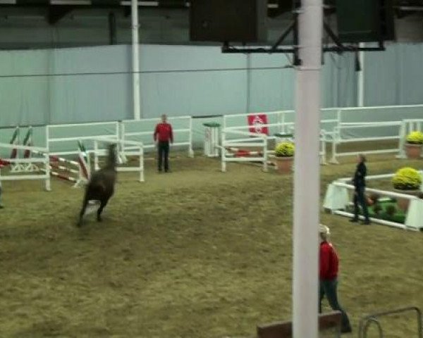 horse Hengst von Belissimo M (Westphalian, 2010, from Belissimo NRW)