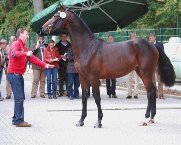 Pferd Fimondro (KWPN (Niederländisches Warmblut), 2010, von Insul Tech Up To Date 8)