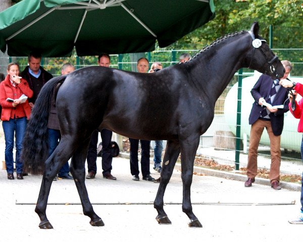 dressage horse Shakiro 13 (Westphalian, 2010, from Sir Shutterfly) dressage horse Shakiro 13 (Westphalian, 2010, from Sir Shutterfly)