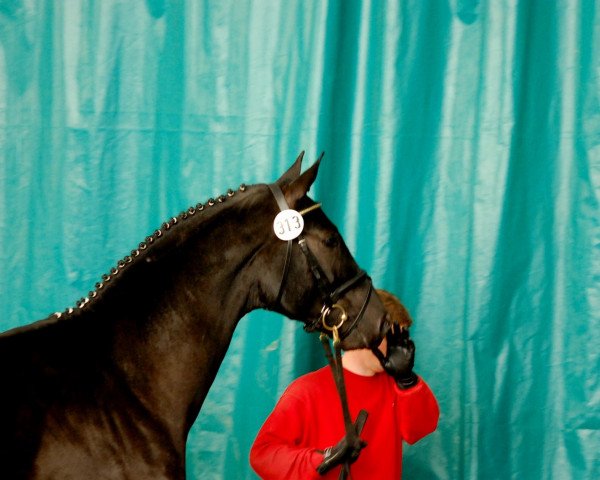 dressage horse Schwarzer Mond (Westphalian, 2010, from Sarkozy 3) dressage horse Schwarzer Mond (Westphalian, 2010, from Sarkozy 3)