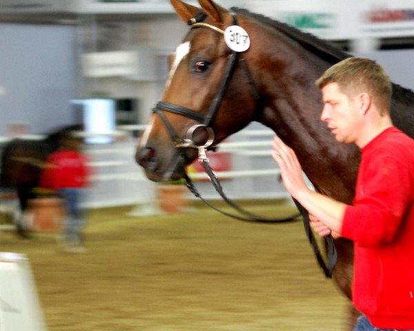 Pferd Hengst von Rubinstein I (Westfale, 2010, von Rubinstein I)
