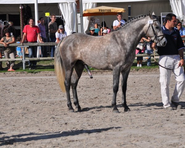 Pferd Uascaran de la Barre (Französisches Pony, 2008, von Thunder du Blin)