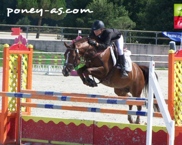 stallion Quilebo d'Angrie (French Pony, 2004, from Linaro)