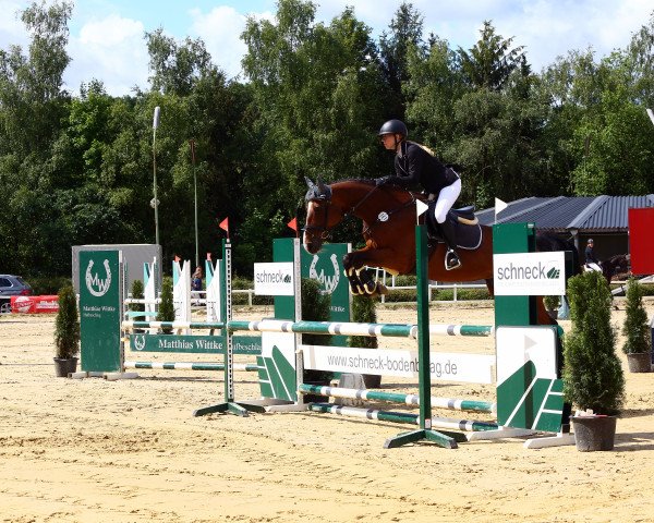 jumper Diamantrose (Oldenburg show jumper, 2009, from Casiro I)