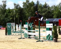 jumper Diamantrose (Oldenburg show jumper, 2009, from Casiro I)