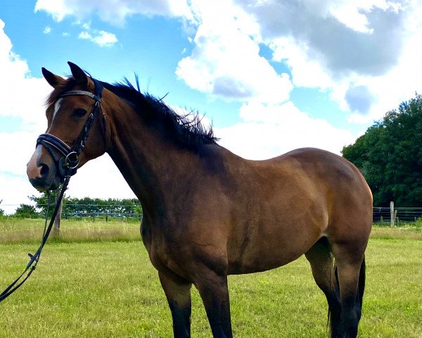 broodmare Grace (Württemberger, 2010, from Just Perfect)