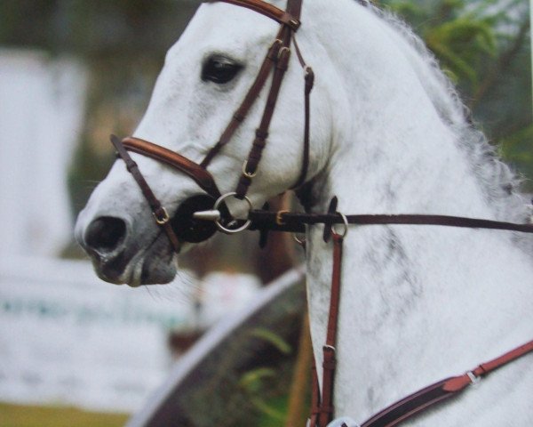 broodmare Remember Me (Hanoverian, 2001, from Rosentau)