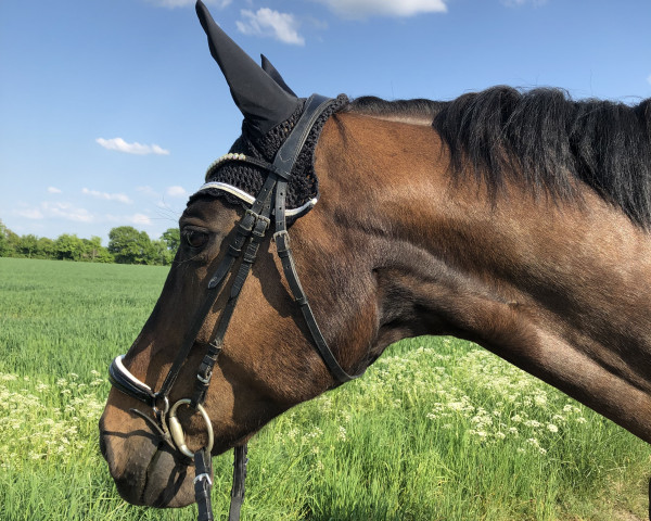 broodmare Margarethenhof's Sissi (Westphalian, 2009, from Swarovski)