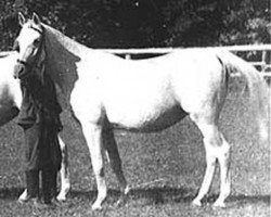 broodmare Amneris 1940 ox (Arabian purebred, 1940, from Amurath Sahib 1932 ox)