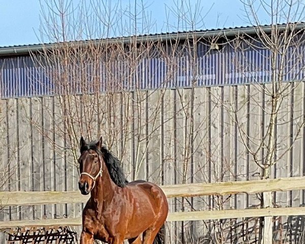 horse Descarado K (Mecklenburg, 2017, from Diarano)