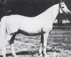 stallion Aquinor 1951 ox (Arabian purebred, 1951, from Miecznik 1931 ox)