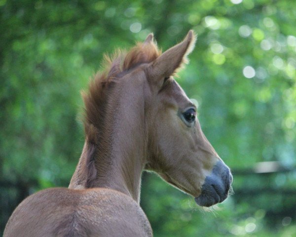 horse She's Alic'e (Oldenburg, 2022, from DSP VA Bene)