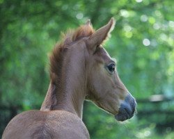 horse She's Alic'e (Oldenburg, 2022, from DSP VA Bene)