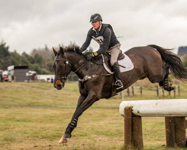 Pferd Henton Ambassador (Neuseeländisches Warmblut, 2011, von Anamour)