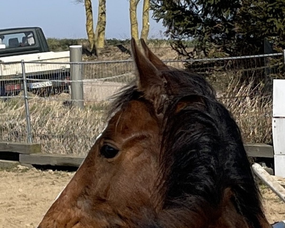 Deckhengst Hadrian Z (Zangersheide Reitpferd, 2021, von Herodot)