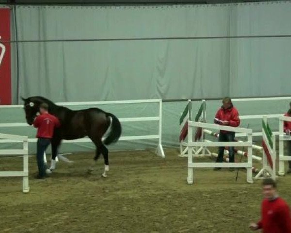 horse Hengst von Belissimo M (Westphalian, 2010, from Belissimo NRW)