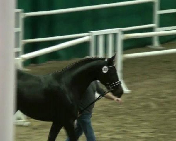 Pferd Hengst von Rock Forever NRW (Westfale, 2010, von Rock Forever NRW)