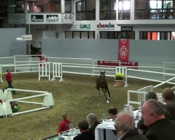 stallion Sir Henry (Westphalian, 2010, from Sir Donnerhall I)
