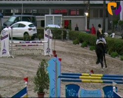 Springpferd Escada 216 (Hannoveraner, 2006, von Embassy I)