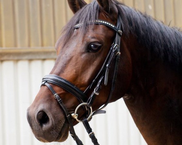 jumper Colzor (Holsteiner, 2007, from Cormint)