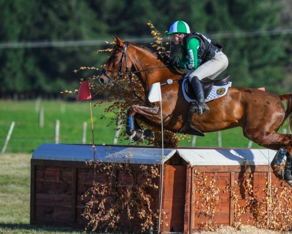 Pferd Henton Audacious (Neuseeländisches Warmblut, 2013, von Anamour)