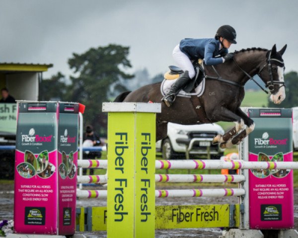 horse Ripley's Dream (New Zealand Warmblood, 2010, from Rascalino)