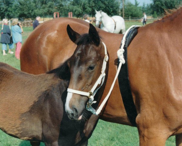dressage horse Dalou 6 (Westphalian, 1994, from Dramaturg)