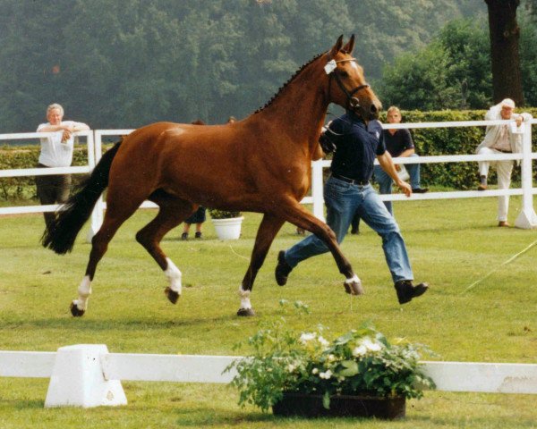 broodmare Lady Luna (Westphalian, 1999, from Lupicor)