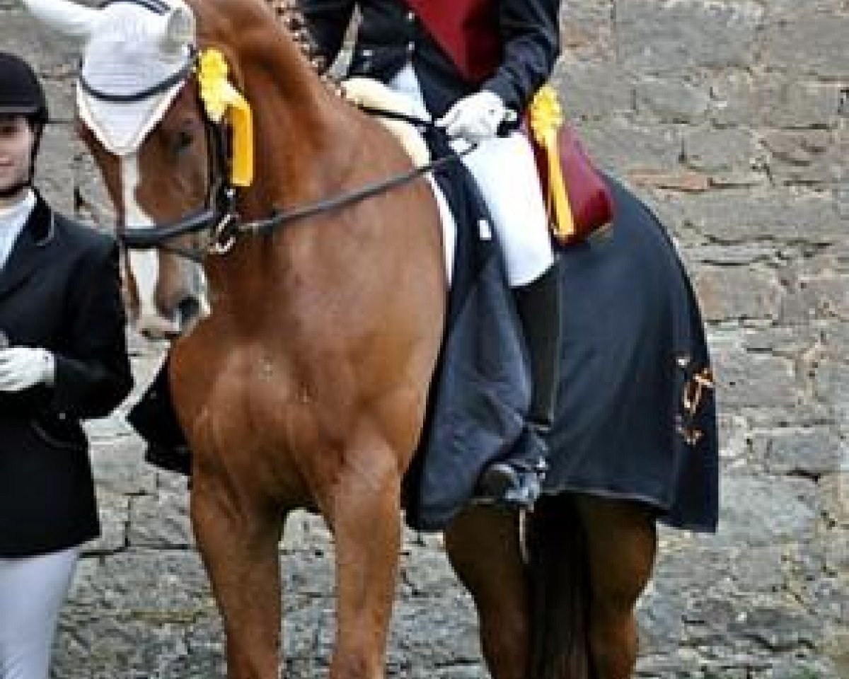 Pferd Westlites Son (Westfale, 2002, von Westlite)