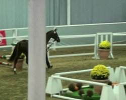 stallion Leo 572 (Westphalian, 2010, from Light On OLD)